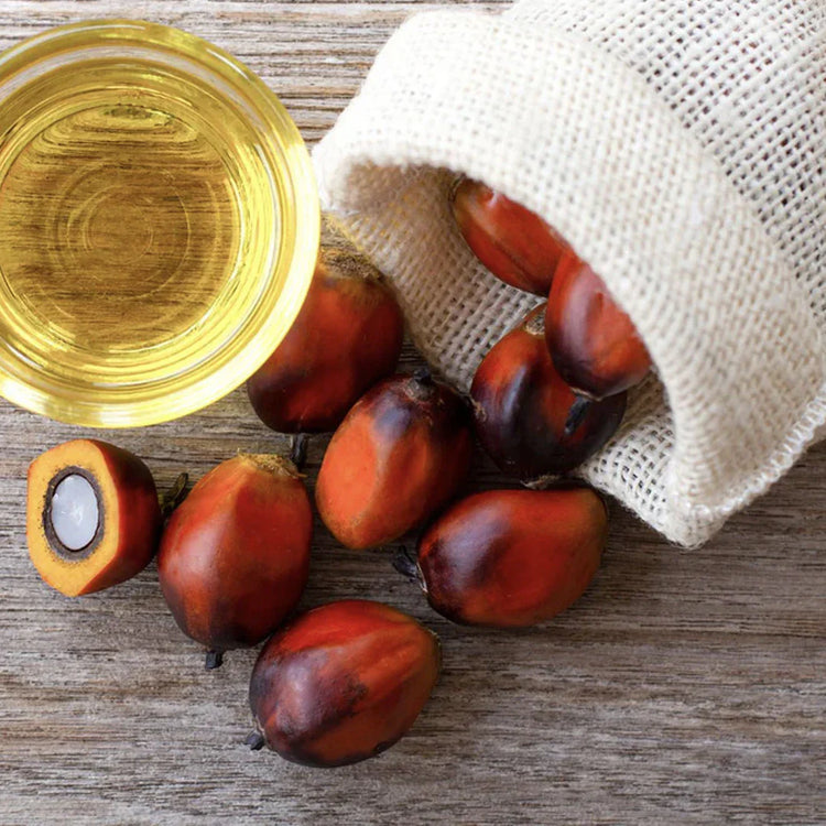 Batana Oil from American Oil Palm Tree Kernel/Seeds